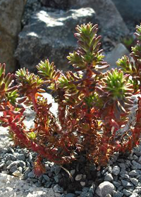 Sedum stenopetalum